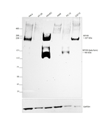 MYH9 Antibody in Western Blot (WB)