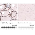 Nkx2.1 Antibody in Immunohistochemistry (Paraffin) (IHC (P))