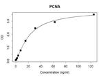 PCNA Recombinant Human Monoclonal Antibody (K29023_9D5)