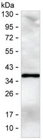 PCNA Recombinant Human Monoclonal Antibody (K29023_9D5)