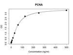 PCNA Recombinant Human Monoclonal Antibody (K29023_14A4)