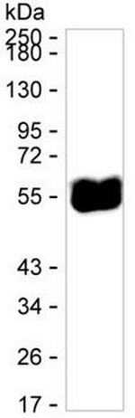 TRIM21 Recombinant Human Monoclonal Antibody (K52008_20G7)