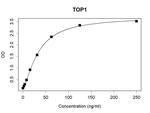 TOP1 Recombinant Human Monoclonal Antibody (K94015_11B11)