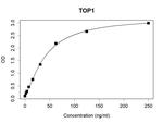 TOP1 Recombinant Human Monoclonal Antibody (K94015_12B1)