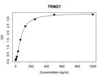 TRIM21 Recombinant Human Monoclonal Antibody (K52008_20A9)
