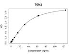 TGM2 Recombinant Human Monoclonal Antibody (K29035_12F4)