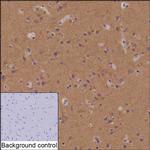 Bassoon Recombinant Mouse Monoclonal Antibody (R35001_80F8)