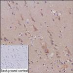 VAChT Recombinant Mouse Monoclonal Antibody (R35001_87A2)