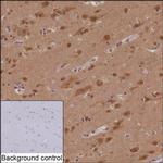 SAP102 Recombinant Mouse Monoclonal Antibody (R35001_87C4)