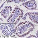 c-Fos Recombinant Mouse Monoclonal Antibody (R35001_94H1)