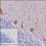 PSD93 Recombinant Mouse Monoclonal Antibody (R35001_95B12)