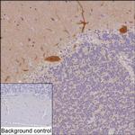 PSD-95 Recombinant Mouse Monoclonal Antibody (R35001_97C4)
