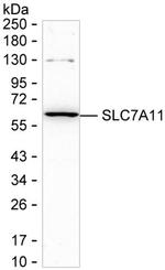 SLC7A11 Recombinant Rabbit Monoclonal Antibody (K01_2U48)