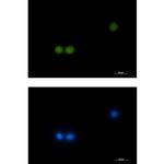 HOXB4 Recombinant Rabbit Monoclonal Antibody (K01_1S45)