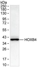 HOXB4 Antibody in Western Blot (WB)