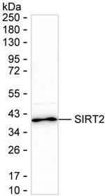 SIRT2 Antibody in Western Blot (WB)