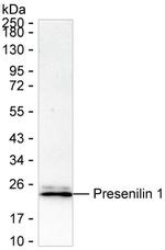 Presenilin 1 Antibody in Western Blot (WB)