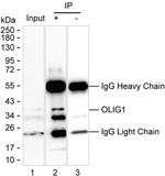 OLIG1 Antibody in Immunoprecipitation (IP)