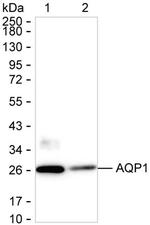 Aquaporin 1 Antibody in Western Blot (WB)