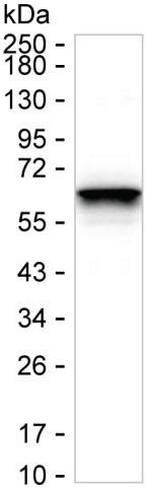alpha Internexin Antibody in Western Blot (WB)