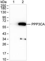 Calcineurin A Recombinant Rabbit Monoclonal Antibody (K01_2L63)