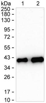 SMN1 Antibody in Western Blot (WB)
