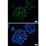 EWSR1 Antibody in Immunocytochemistry (ICC/IF)