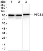 EWSR1 Antibody in Western Blot (WB)
