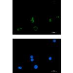 PTGDS Recombinant Rabbit Monoclonal Antibody (K01_1X14)