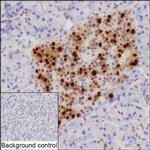 Nkx6.1 Recombinant Rabbit Monoclonal Antibody (K01_2Y67)