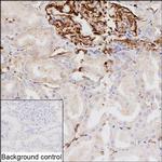 Nestin Antibody in Immunohistochemistry (Paraffin) (IHC (P))