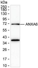 Annexin A6 Antibody in Western Blot (WB)