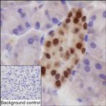 Nkx2.2 Antibody in Immunohistochemistry (Paraffin) (IHC (P))