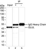 Glutamine Synthetase Antibody in Immunoprecipitation (IP)