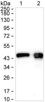 Glutamine Synthetase Recombinant Rabbit Monoclonal Antibody (K01_1L26)