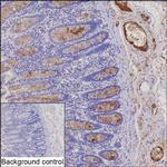 TFF3 Recombinant Rabbit Monoclonal Antibody (K03_1J30)