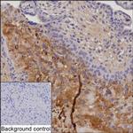 LAIR2 Recombinant Rabbit Monoclonal Antibody (K03_1J37)