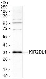 KIR2DL1 Antibody in Western Blot (WB)