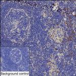 CD1d Recombinant Rabbit Monoclonal Antibody (K03_1J80)