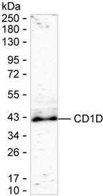 CD1d Antibody in Western Blot (WB)