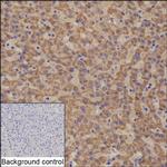 NTF4 Recombinant Rabbit Monoclonal Antibody (K03_1J87)