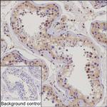 FSTL3 Recombinant Rabbit Monoclonal Antibody (K03_1K53)