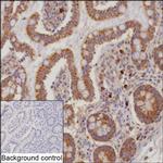 IL-17F Antibody in Immunohistochemistry (Paraffin) (IHC (P))