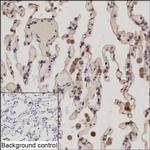 Interferon alpha-21 Recombinant Rabbit Monoclonal Antibody (K03_1K43)