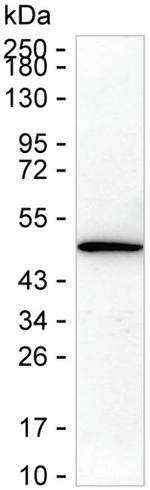 DLK1 Recombinant Rabbit Monoclonal Antibody (K03_1J22)