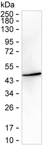 PILRA Recombinant Rabbit Monoclonal Antibody (K03_1J41)