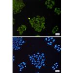 BAAT1 Recombinant Rabbit Monoclonal Antibody (K01_1N64)