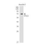 ATG13 Antibody in Western Blot (WB)