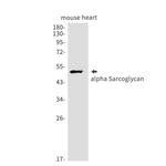 Alpha Sarcoglycan Recombinant Rabbit Monoclonal Antibody (K01_1M66)