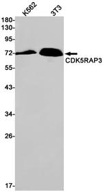 CDK5RAP3 Antibody in Western Blot (WB)